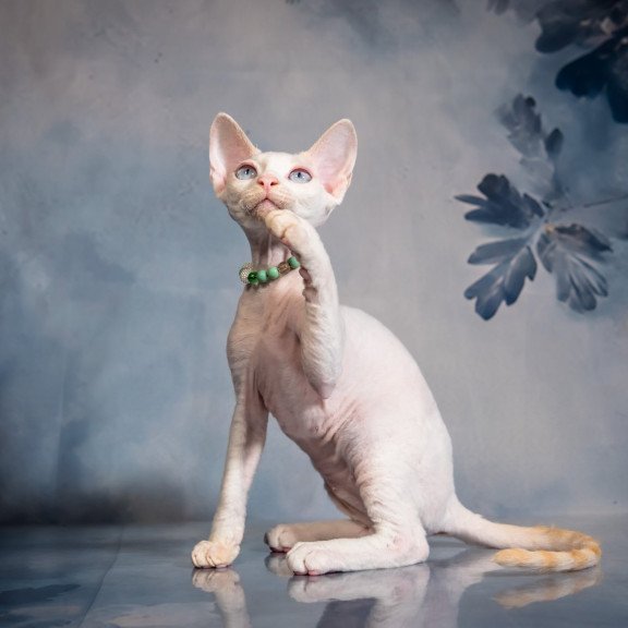 Devon Rex NOV Ice Berry