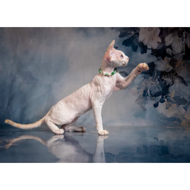 Devon Rex NOV Ice Berry