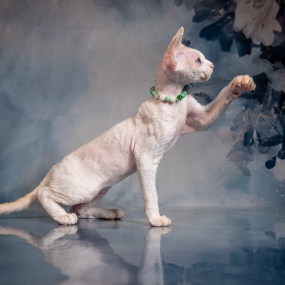 Devon Rex NOV Ice Berry