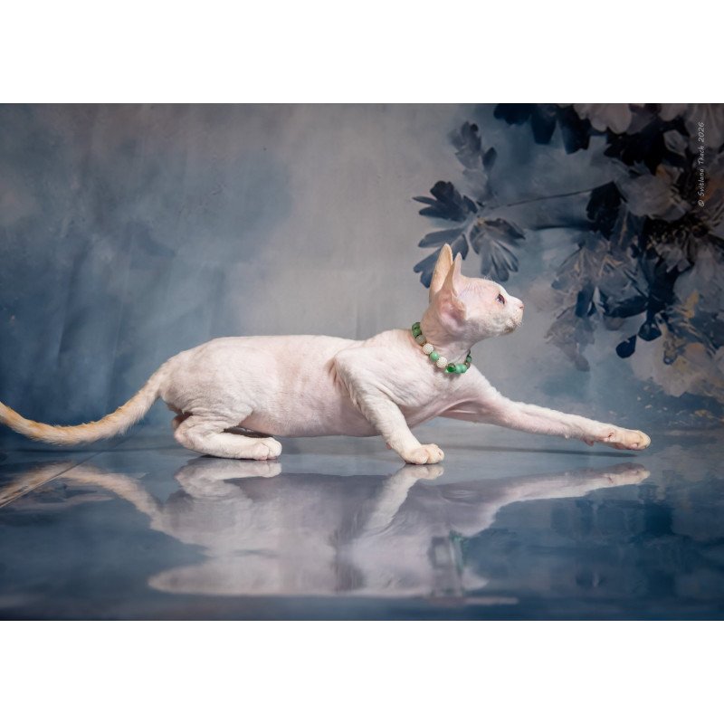 Devon Rex NOV Ice Berry