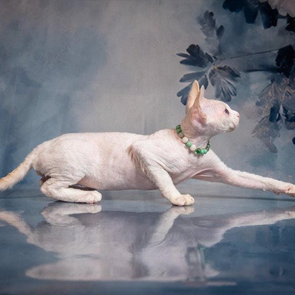 Devon Rex NOV Ice Berry