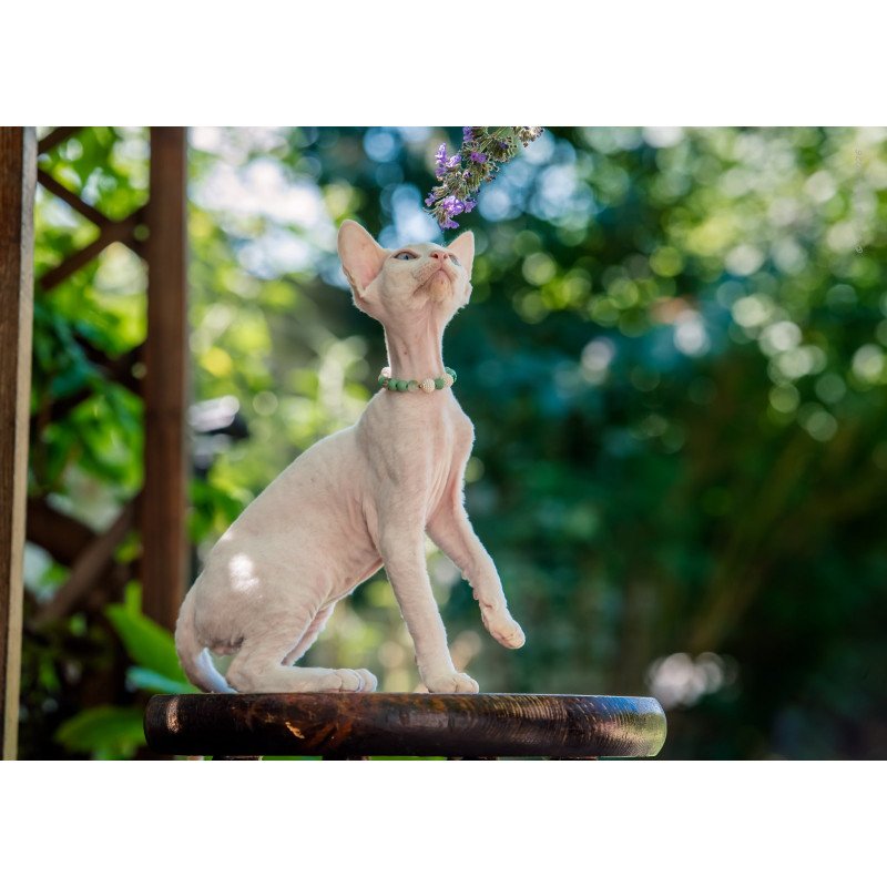 Devon Rex NOV Ice Berry