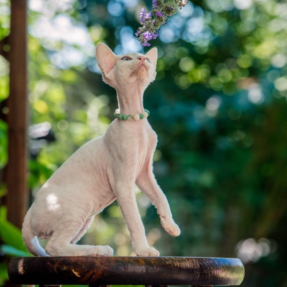 Devon Rex NOV Ice Berry