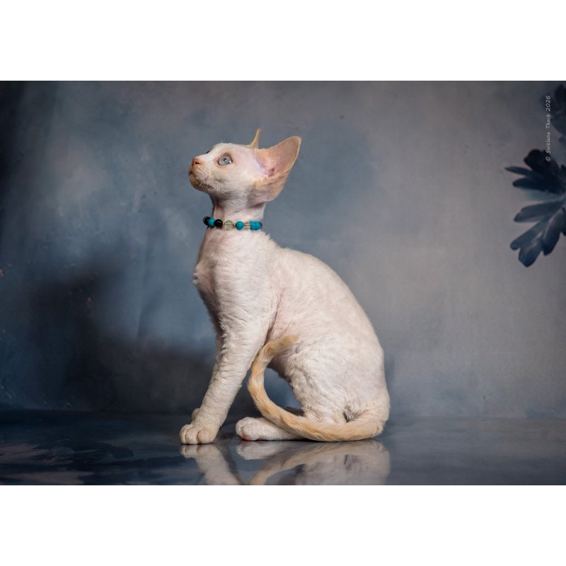 Devon Rex NOV Ice Cream