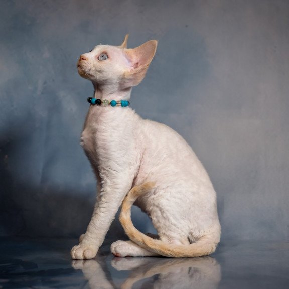 Devon Rex NOV Ice Cream