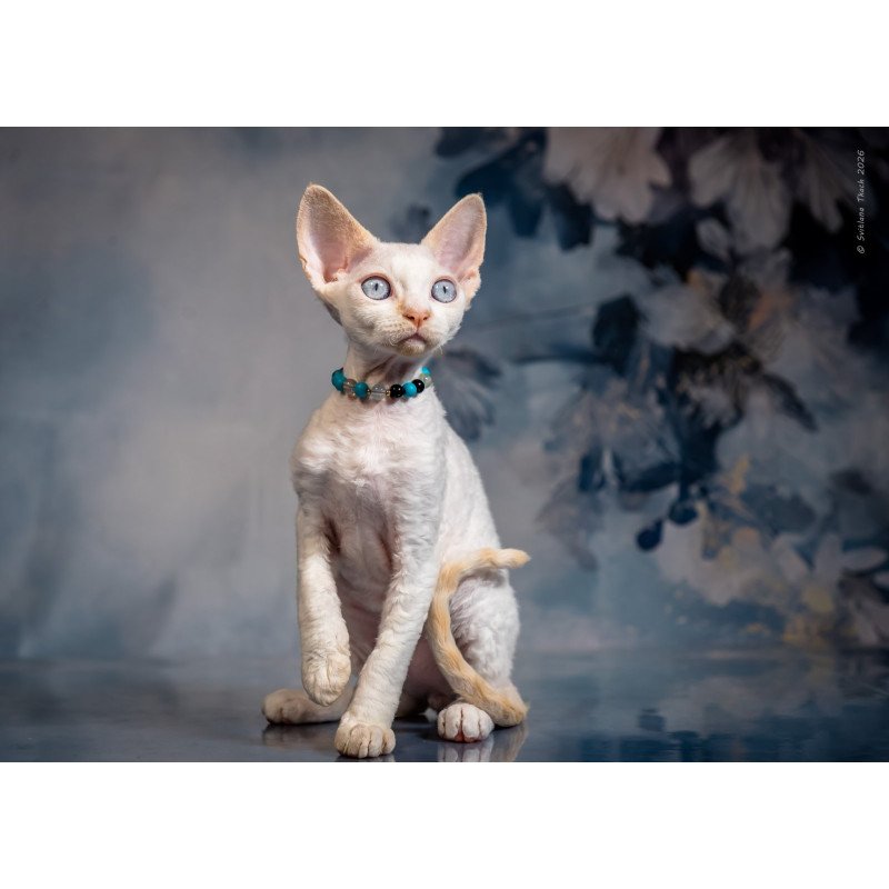 Devon Rex NOV Ice Cream