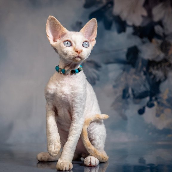 Devon Rex NOV Ice Cream