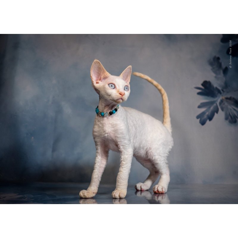 Devon Rex NOV Ice Cream