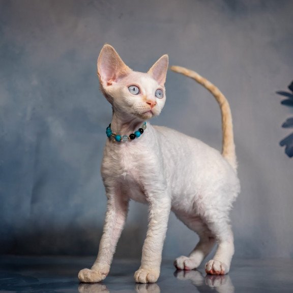 Devon Rex NOV Ice Cream