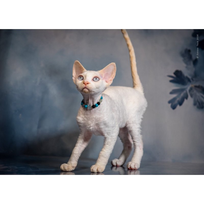 Devon Rex NOV Ice Cream