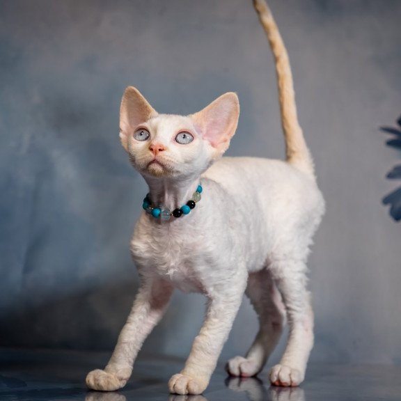 Devon Rex NOV Ice Cream