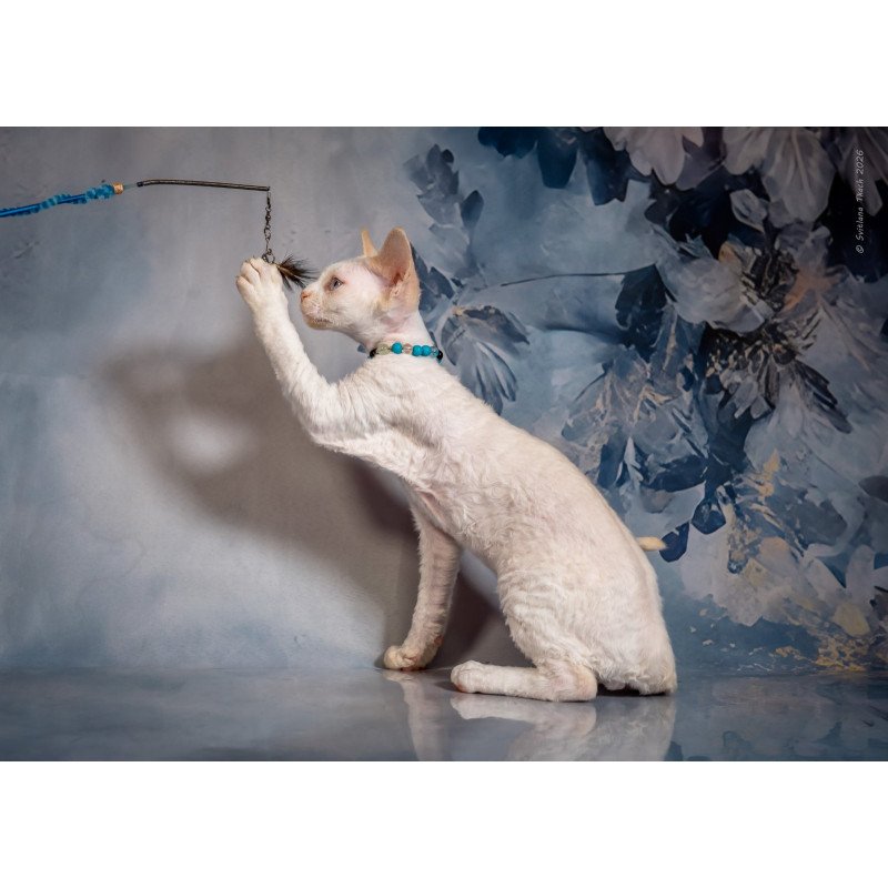 Devon Rex NOV Ice Cream