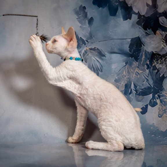 Devon Rex NOV Ice Cream