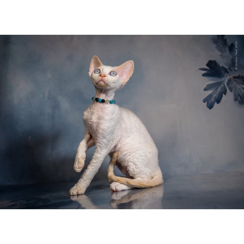 Devon Rex NOV Ice Cream