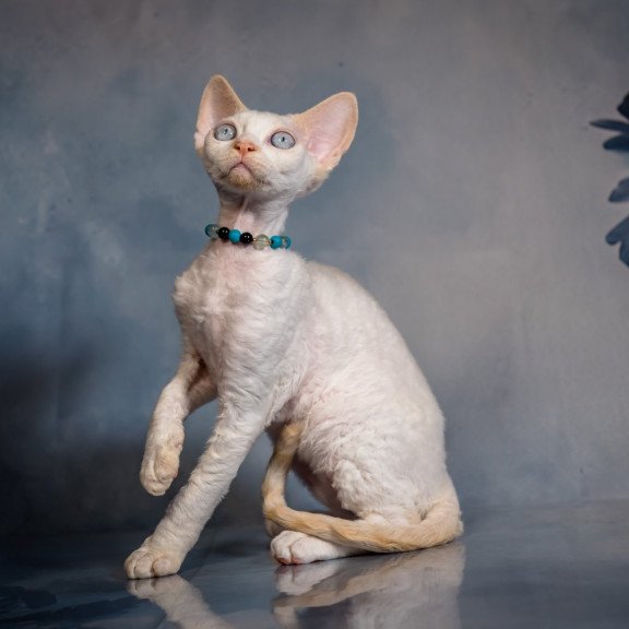 Devon Rex NOV Ice Cream