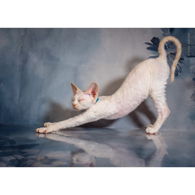Devon Rex NOV Ice Cream