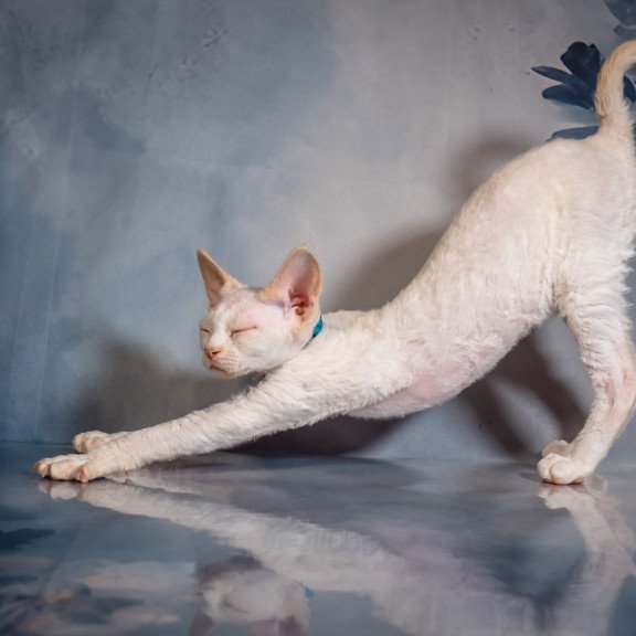 Devon Rex NOV Ice Cream