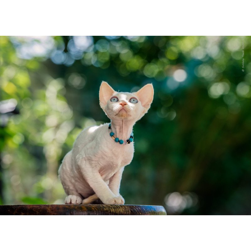 Devon Rex NOV Ice Cream