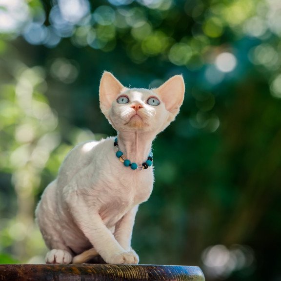 Devon Rex NOV Ice Cream