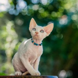 Devon Rex NOV Ice Cream