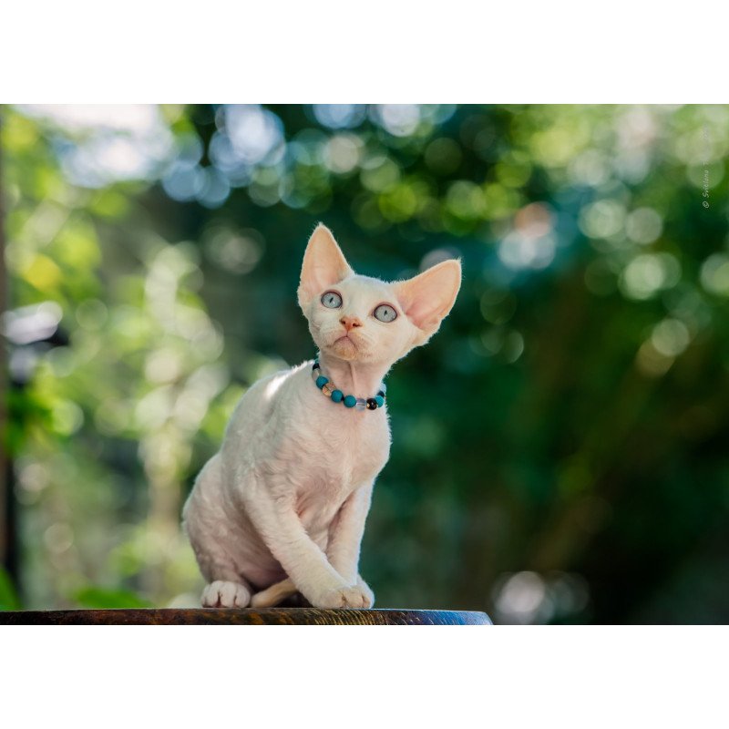 Devon Rex NOV Ice Cream