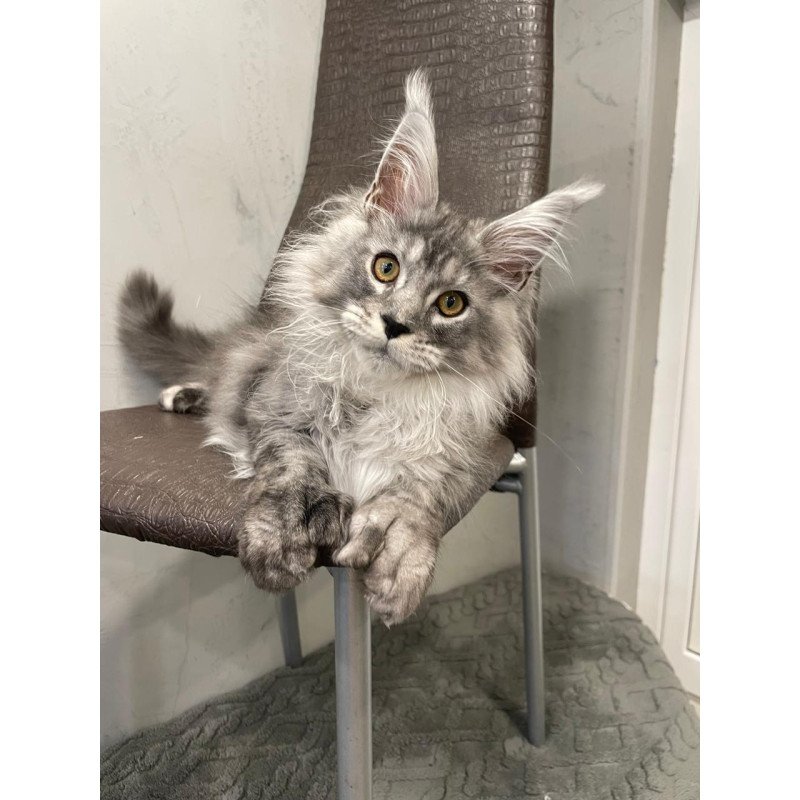 Maine Coon NOV Dankos Polydactyl