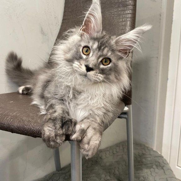 Maine Coon NOV Dankos Polydactyl