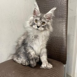 Maine Coon NOV Dankos...
