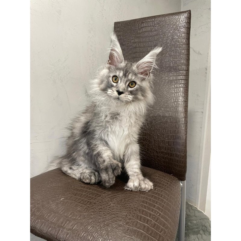 Maine Coon NOV Dankos Polydactyl