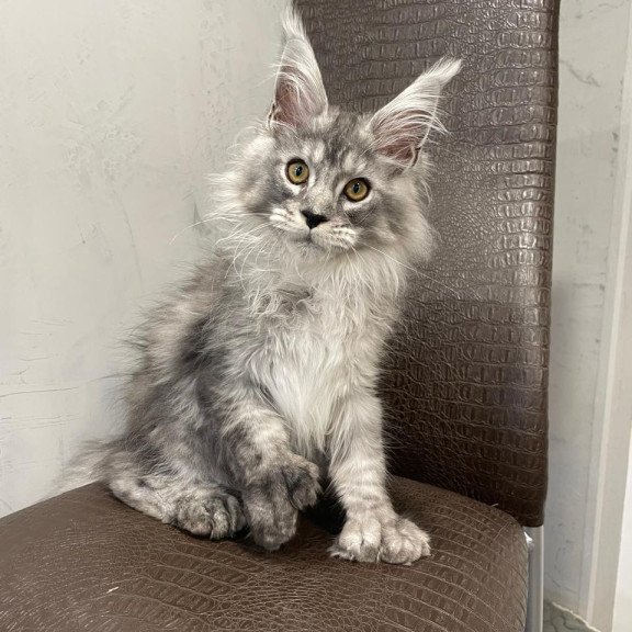Maine Coon NOV Dankos Polydactyl