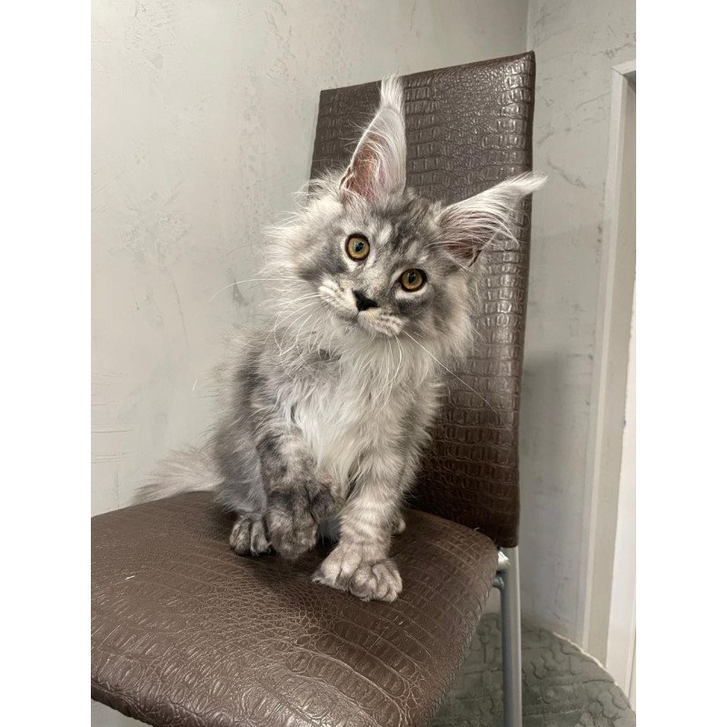 Maine Coon NOV Dankos Polydactyl
