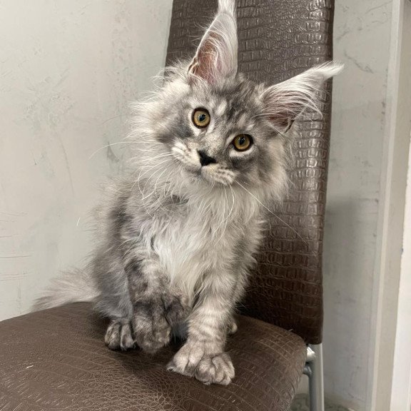 Maine Coon NOV Dankos Polydactyl