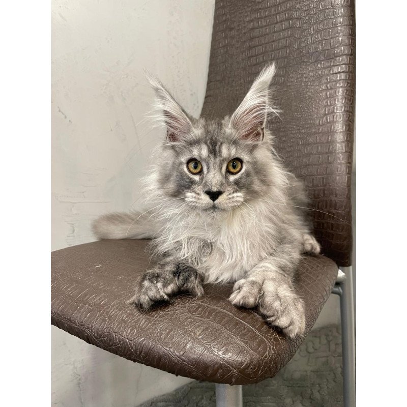 Maine Coon NOV Dankos Polydactyl