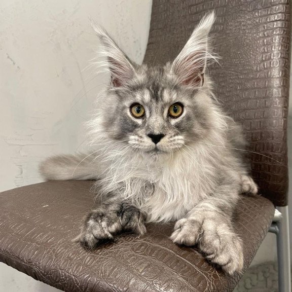 Maine Coon NOV Dankos Polydactyl