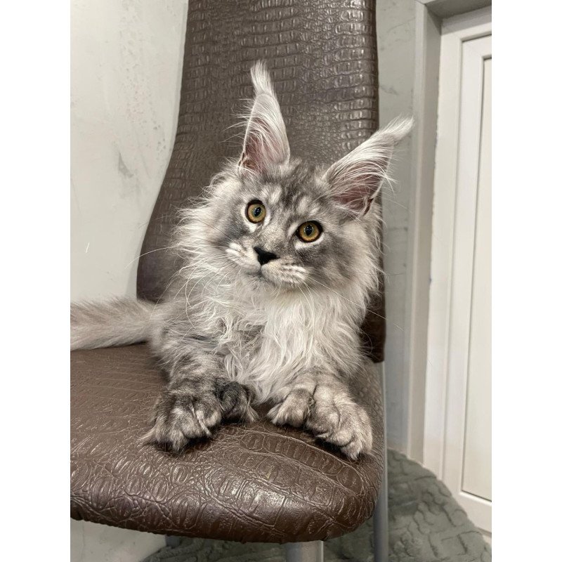 Maine Coon NOV Dankos Polydactyl