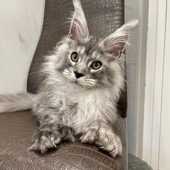 Maine Coon NOV Dankos Polydactyl