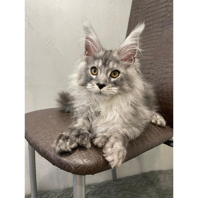 Maine Coon NOV Dankos Polydactyl