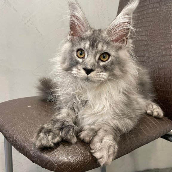 Maine Coon NOV Dankos Polydactyl