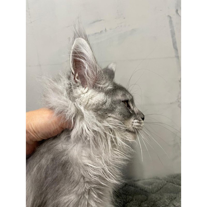 Maine Coon NOV Dankos Polydactyl