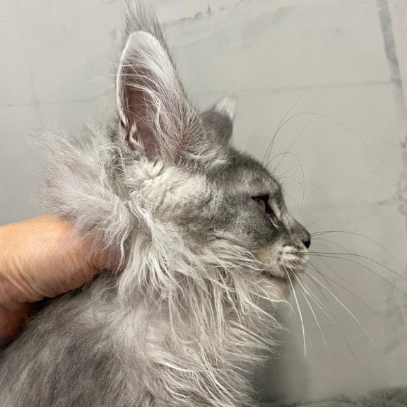 Maine Coon NOV Dankos Polydactyl