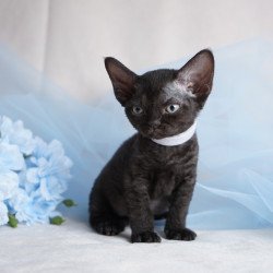 Devon Rex NOV Oniks
