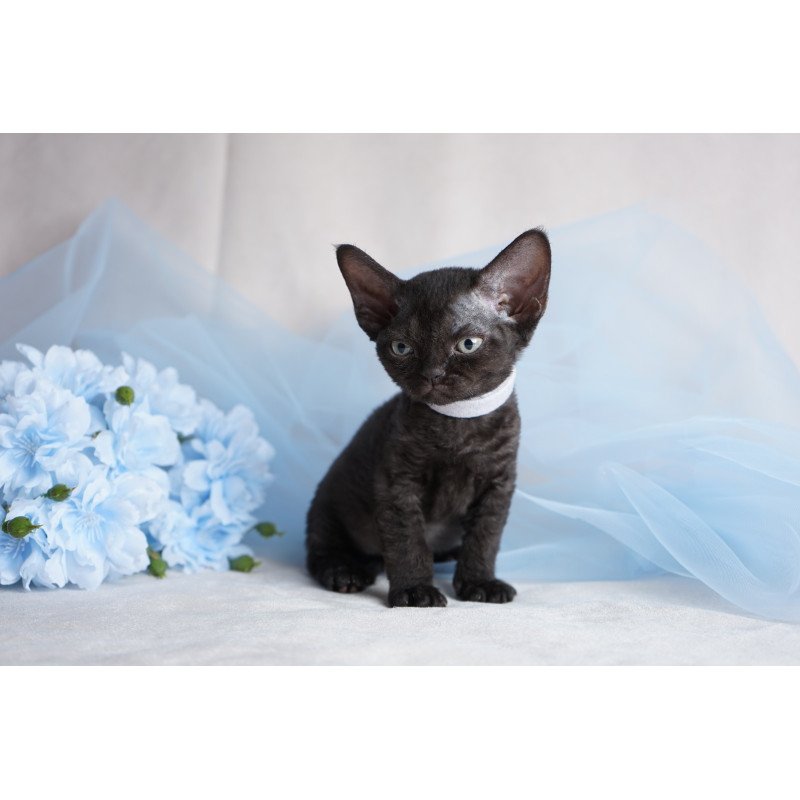 Devon Rex NOV Oniks