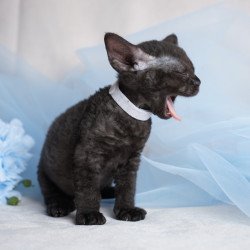 Devon Rex NOV Oniks