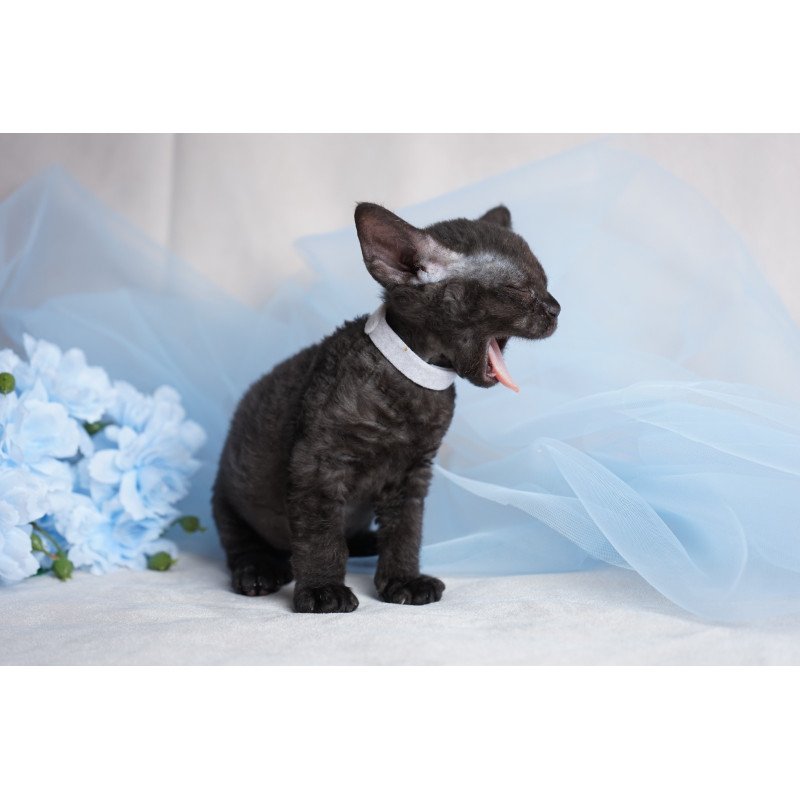Devon Rex NOV Oniks