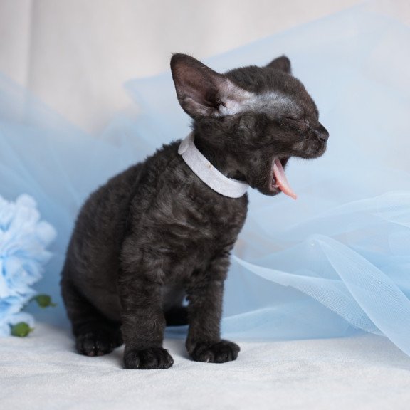 Devon Rex NOV Oniks
