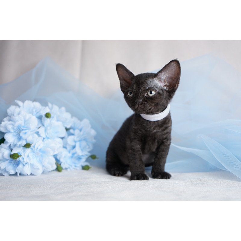Devon Rex NOV Oniks