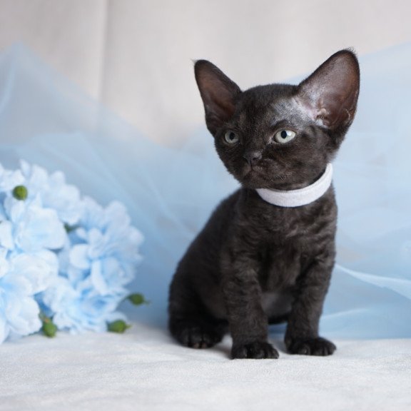 Devon Rex NOV Oniks