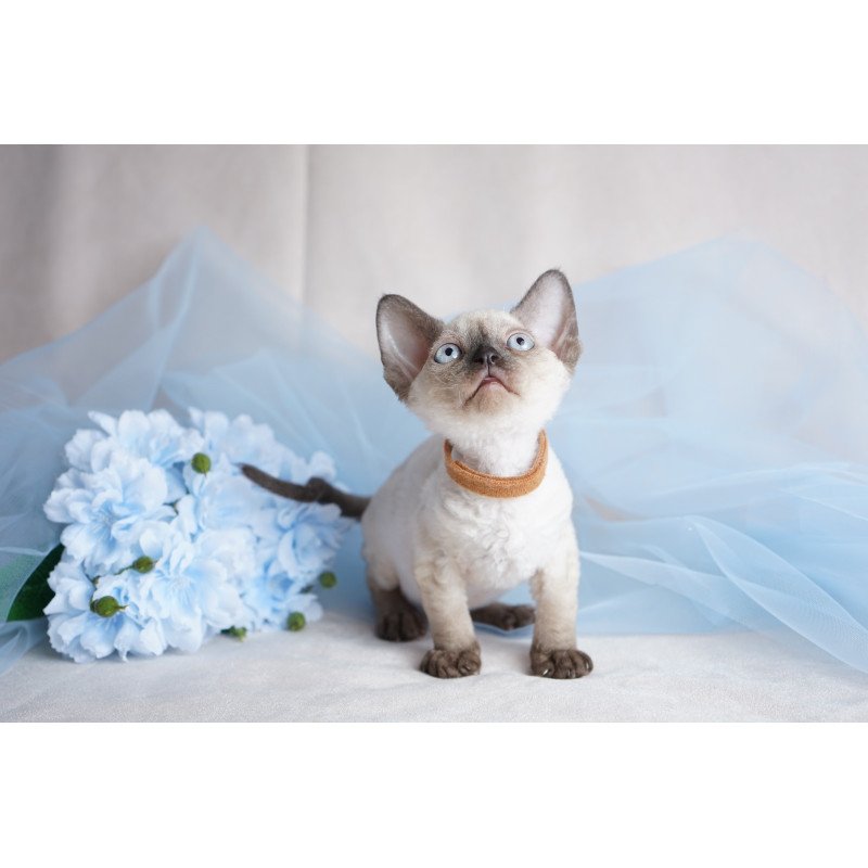 Devon Rex NOV Oreo