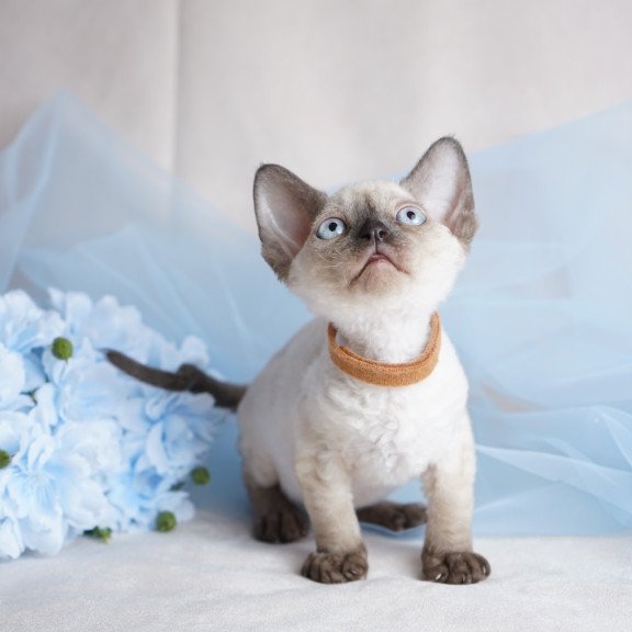 Devon Rex NOV Oreo