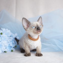 Devon Rex NOV Oreo